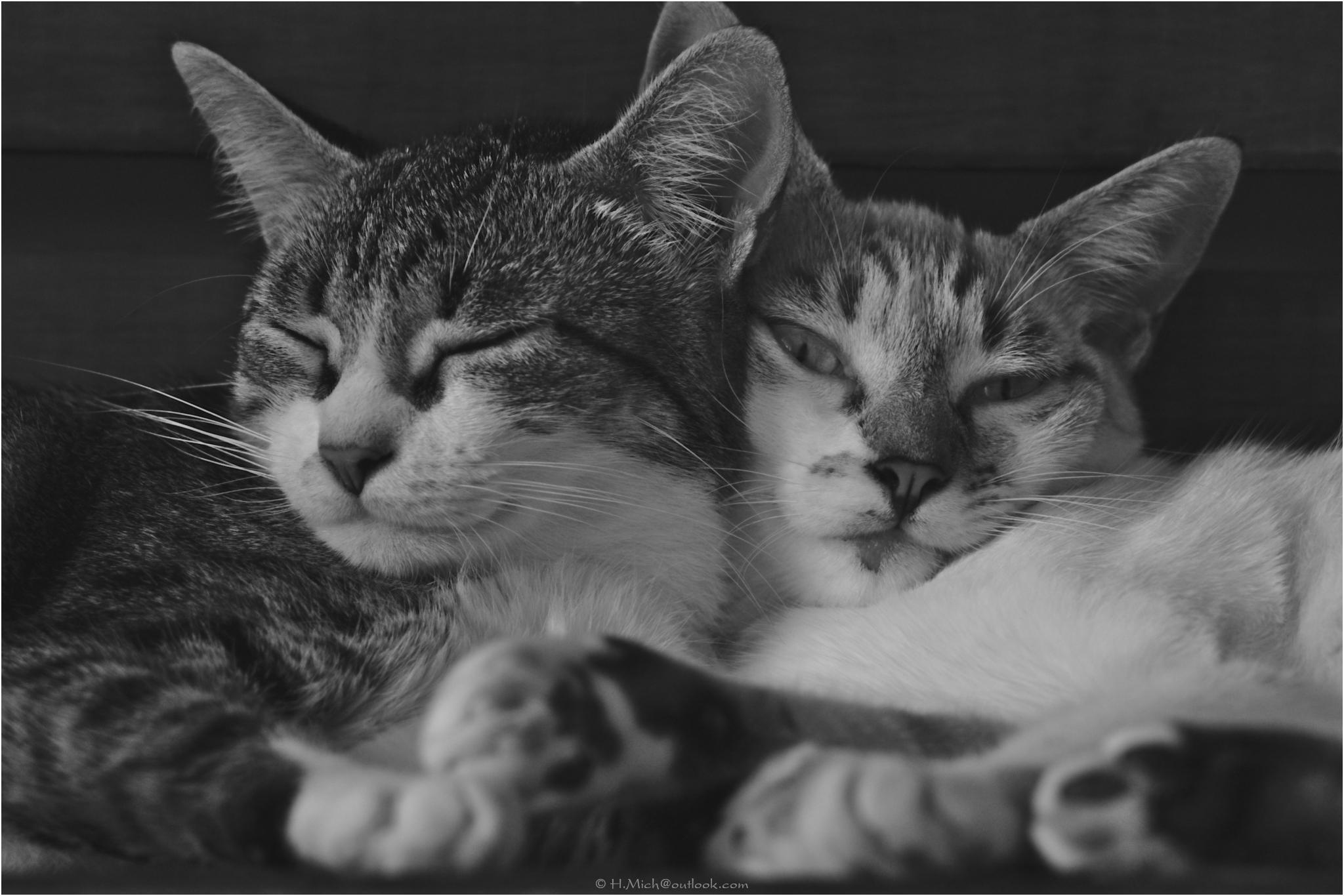 wpHakka.com.br - underground guerrilla - plugin arsenal for wp warfare